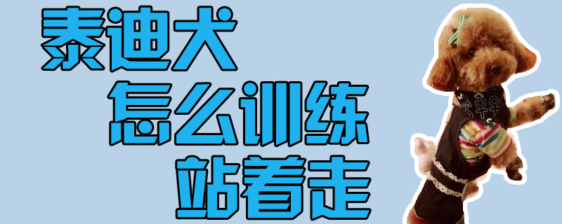 泰迪犬怎样练习站着走