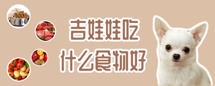 吉娃娃吃什么食物佳