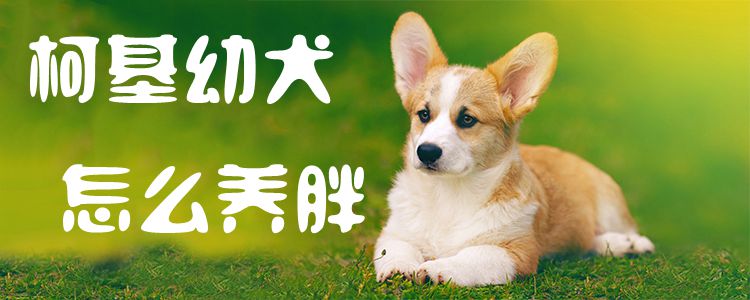 柯基幼犬怎样养肥1