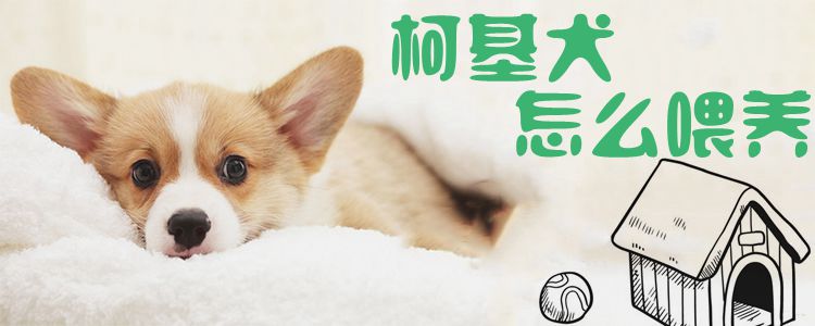 柯基犬怎样豢养