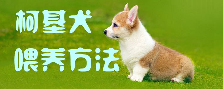 柯基犬豢养方式1