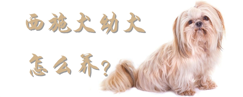 西施犬幼犬怎样养