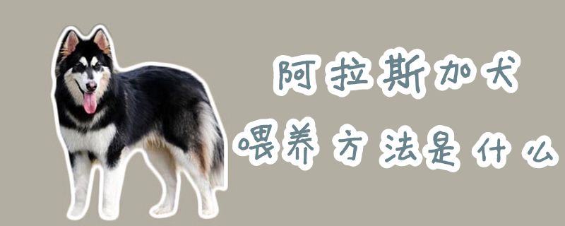 阿拉斯加犬豢养方式是什么