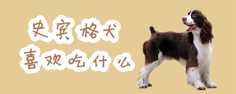 史宾格犬喜佳吃什么