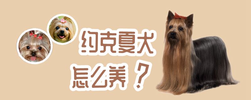 约克夏犬怎样养