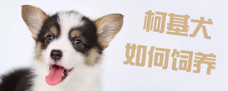 柯基犬怎么样豢养1