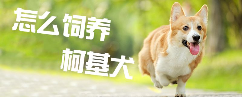 怎样豢养柯基犬1