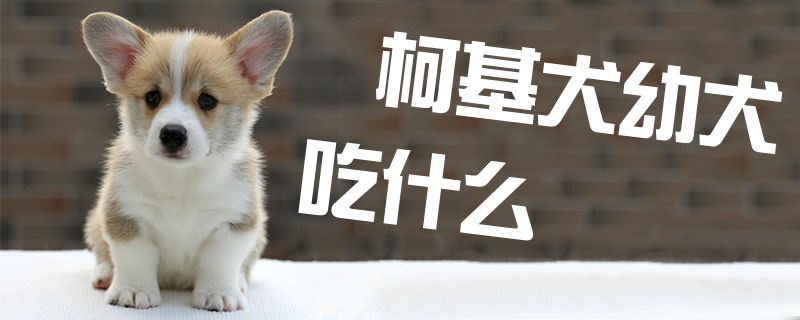 柯基犬幼犬吃什么1