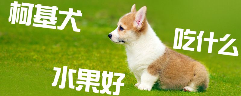 柯基犬吃什么生果佳1