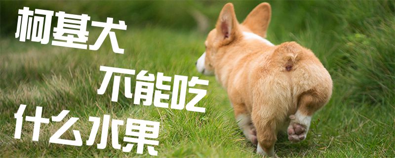 柯基犬没有能吃什么生果1