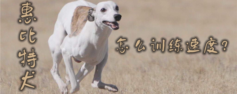 惠比特犬怎样熟习速度