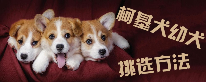 柯基幼犬选择方式1