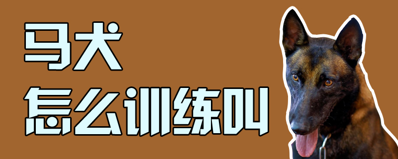 马犬怎样练习喊