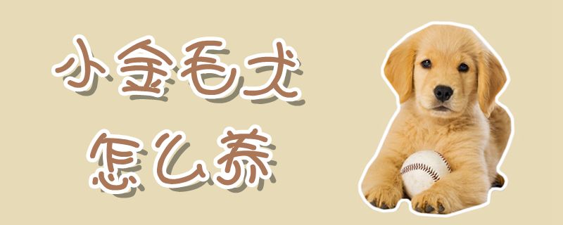 小金毛犬怎样养