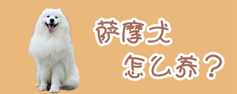 萨摩犬怎样养