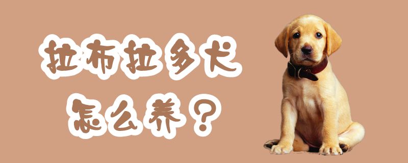 拉布拉多犬怎样养