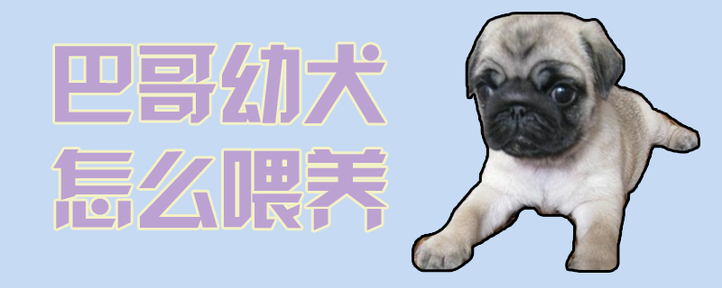 巴哥幼犬怎样豢养