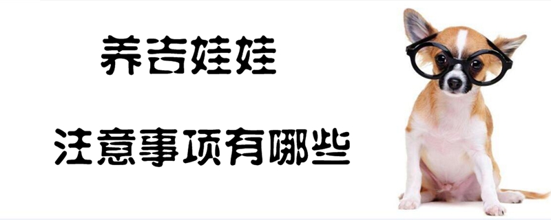 养吉娃娃的注重事项有哪些