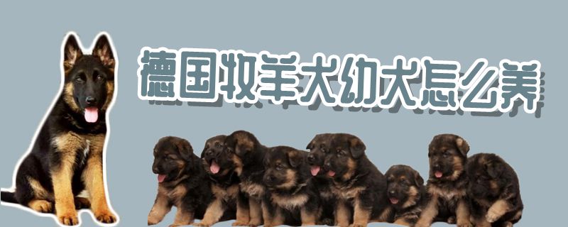 德国牧羊犬幼犬怎样养