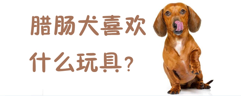 腊肠犬喜欢什么玩具(图1)