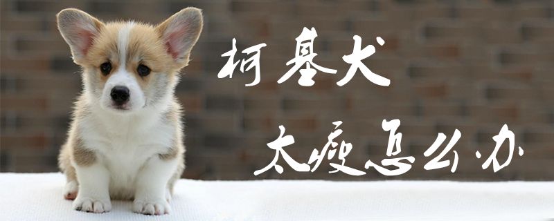 柯基犬太瘦怎样办1