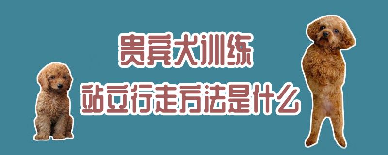 客人犬练习站立行走方式是什么