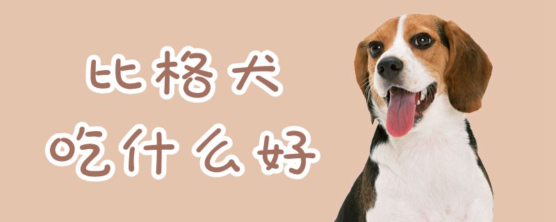 比格犬吃什么佳