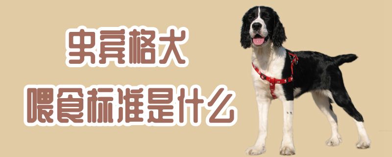 史宾格犬喂食尺度是什么