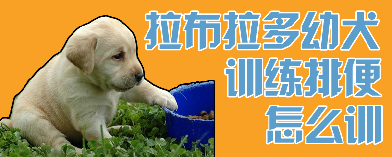 拉布拉多幼犬熟习排便怎样训