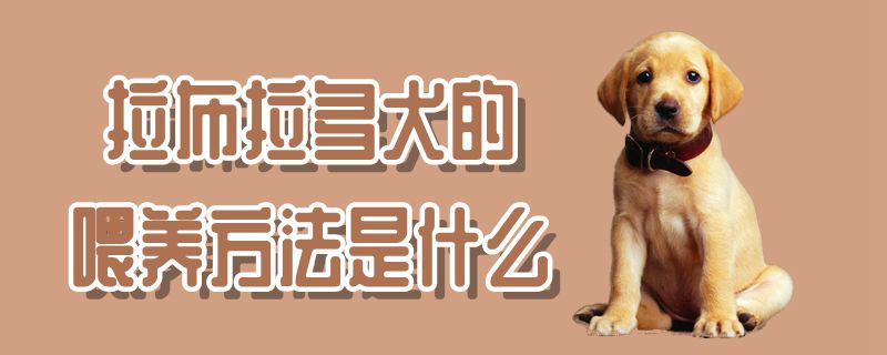 拉布拉多犬的豢养方式是什么