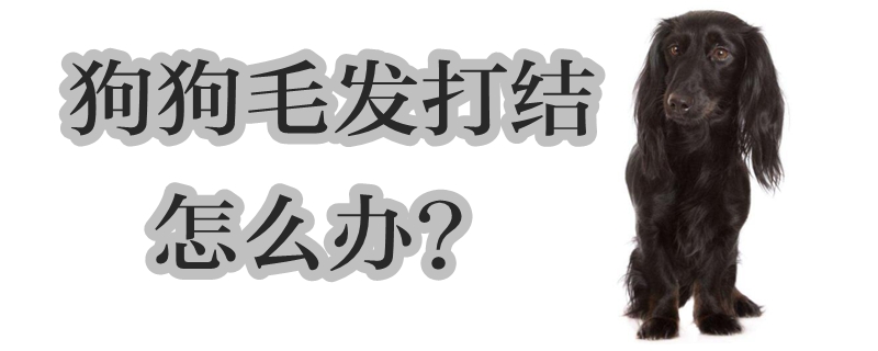 狗狗毛发挨结怎样办