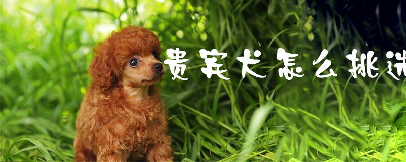 客人犬怎样采用1