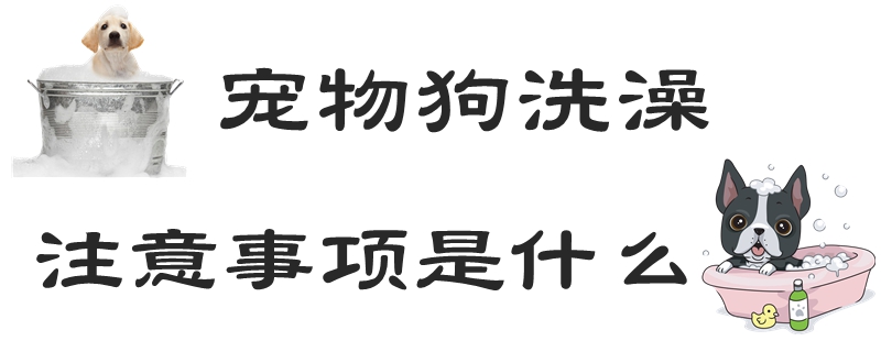 宠物狗沐浴注沉事项是什么