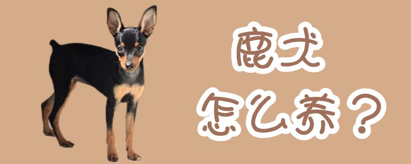 鹿犬怎样养