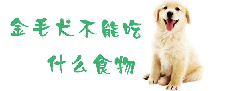 金毛犬没有能吃什么食物1