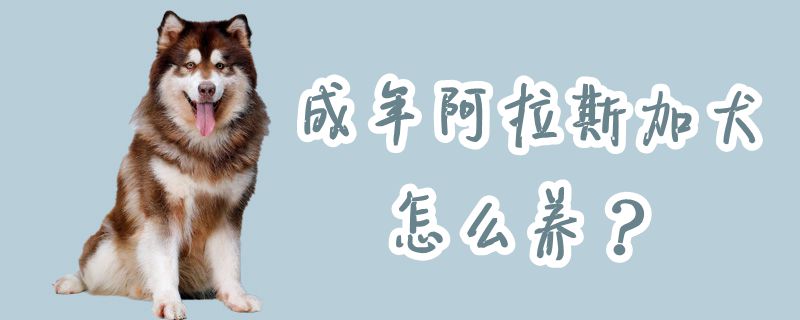 成年阿拉斯加犬怎样养