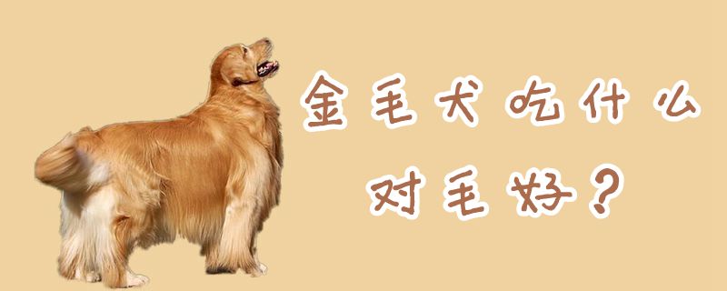 金毛犬吃什么对于毛佳