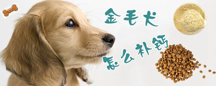 金毛犬怎样补钙1