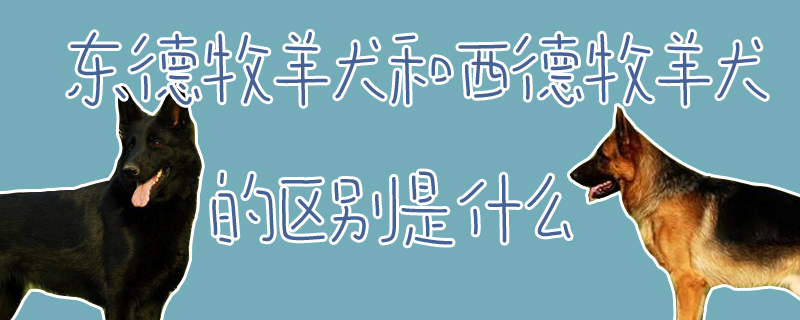 东德牧羊犬和西德牧羊犬的辨别是什么