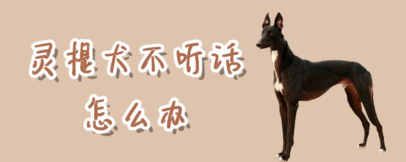 灵提犬没有调皮怎样办