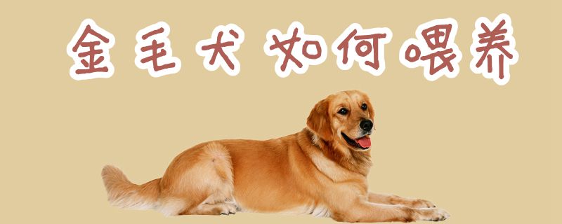 金毛犬怎么样豢养