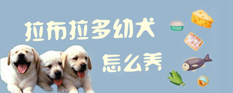 拉布拉多幼犬怎样养1