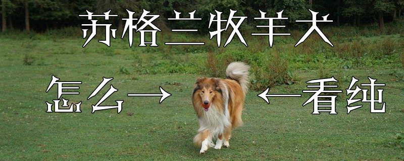 苏格兰牧羊犬怎样瞅纯