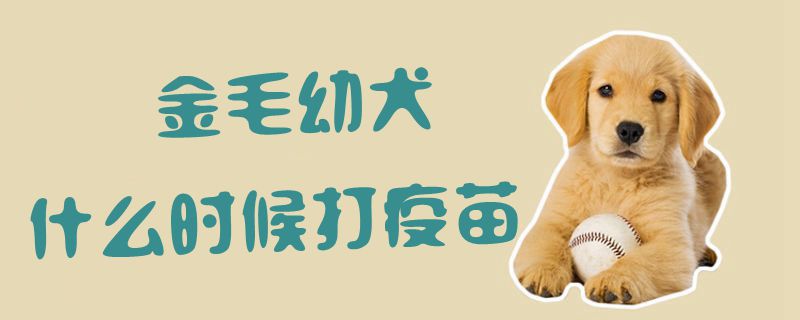 金毛幼犬什么时间挨疫苗1