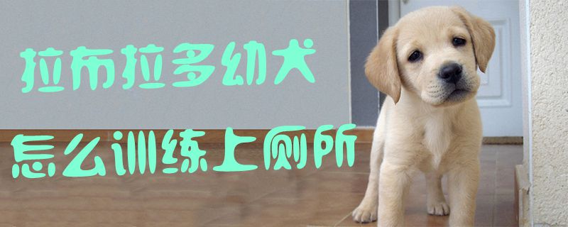 拉布拉多幼犬怎样练习上茅厕1