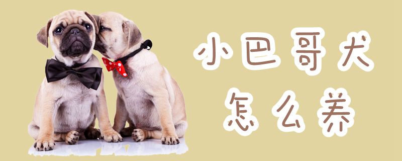 小巴哥犬怎样养