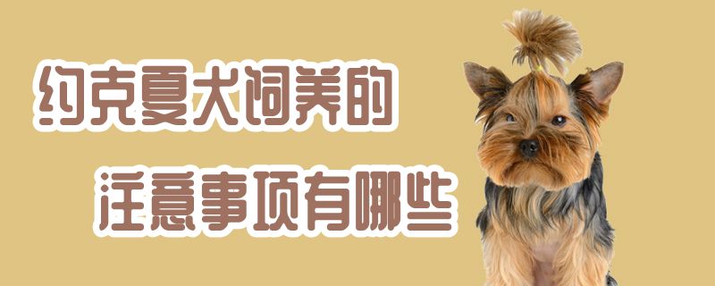 约克夏犬豢养的注沉事项有哪些