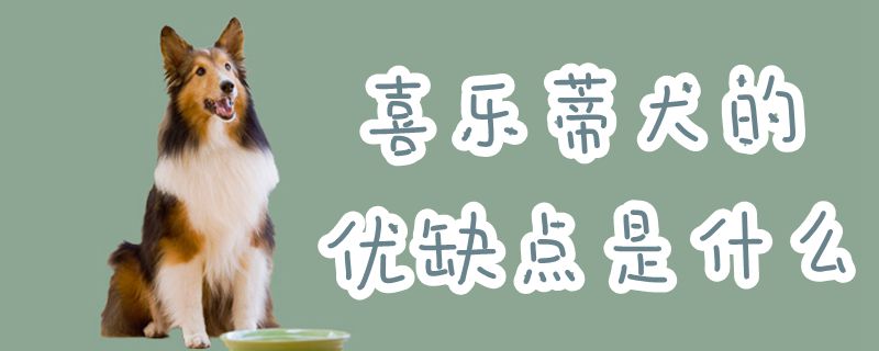 喜乐蒂犬的优缺陷是什么