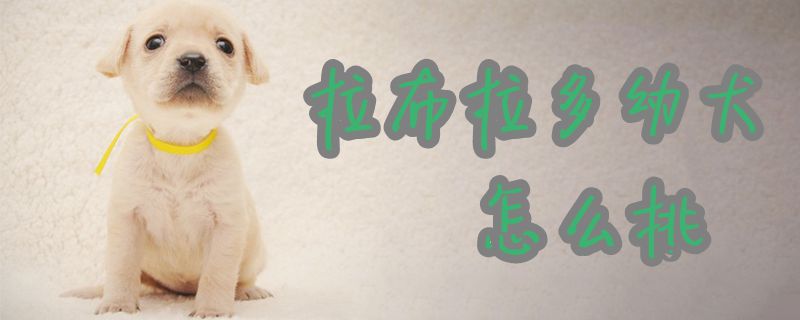 拉布拉多幼犬怎样挑1