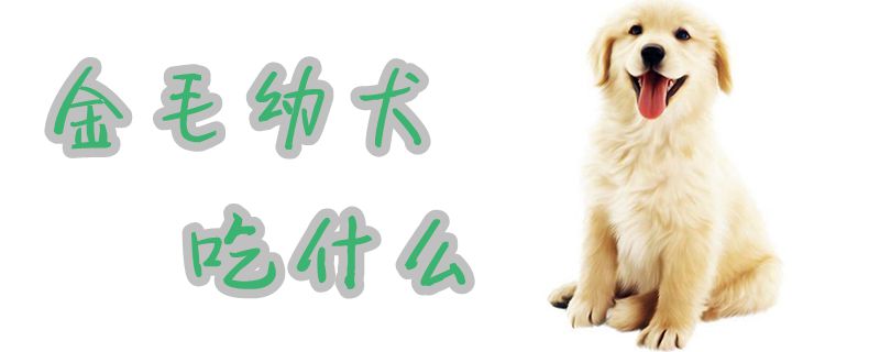 金毛幼犬吃什么(图1)